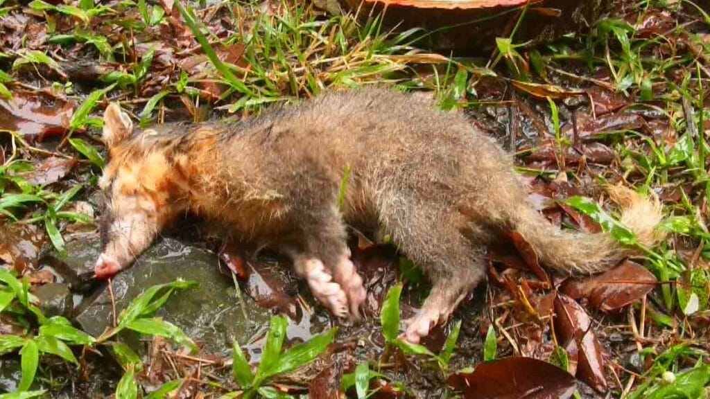 狂犬病鼬獾傷人1900