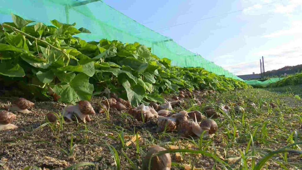 白玉蝸牛園遊會1900