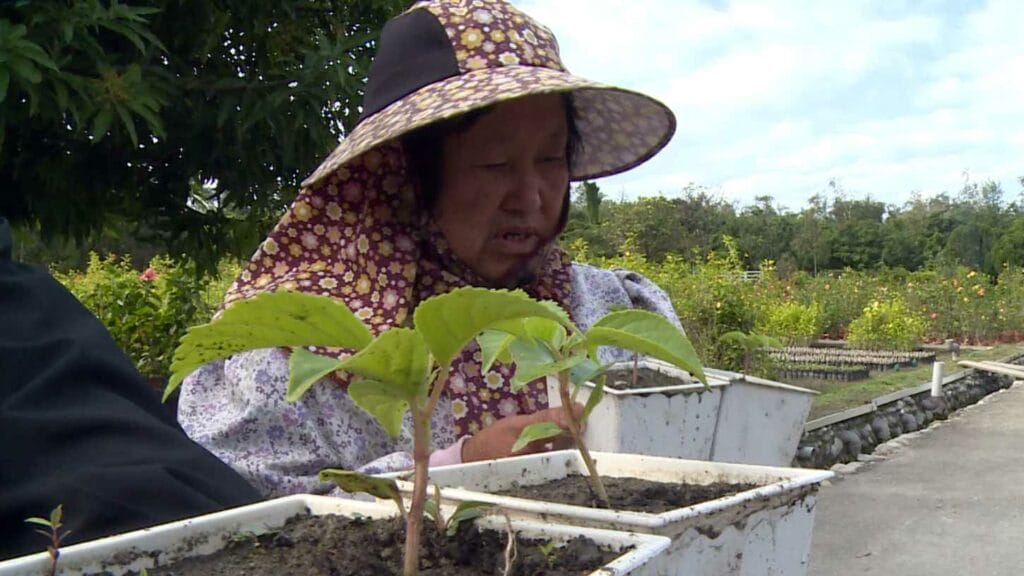 金城武樹培育苗1900